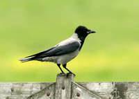 Hooded Crow Corvus corone cornix