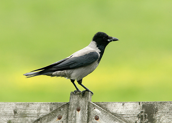 Hooded Crow Corvus corone cornix