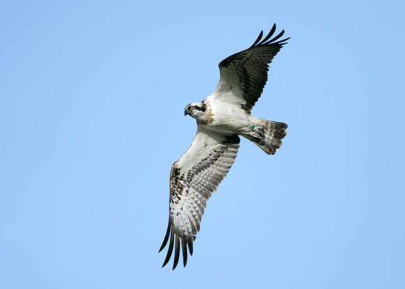 Osprey Pandion haliaetus