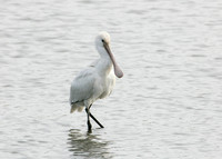 Spoonbill Platalea leucorodia