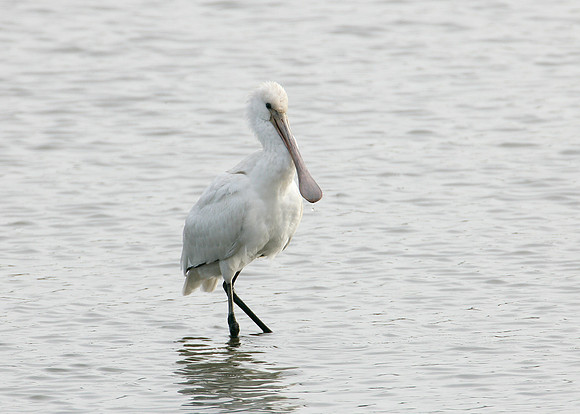 Spoonbill Platalea leucorodia