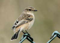 Siberian Stonechat Saxocola torquatus maurus/stejnegeri