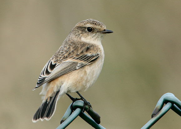 Siberian Stonechat Saxocola torquatus maurus/stejnegeri