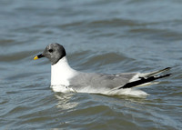 Sabine's Gull Xema sabini