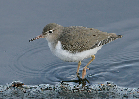 Spotted Sandpiper Actitis macularia