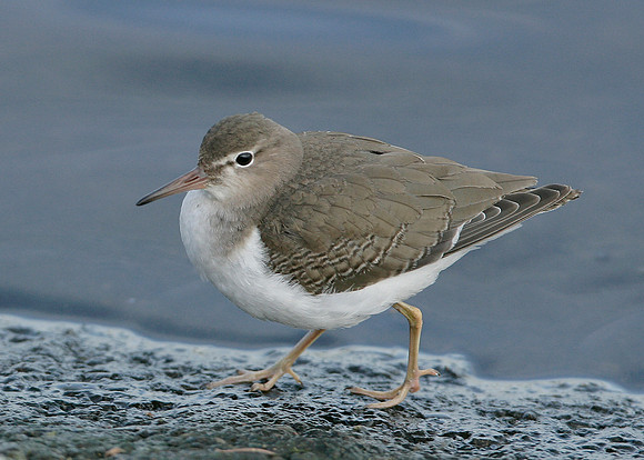 Spotted Sandpiper Actitis macularia