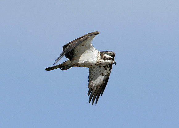 Osprey Pandion haliaetus