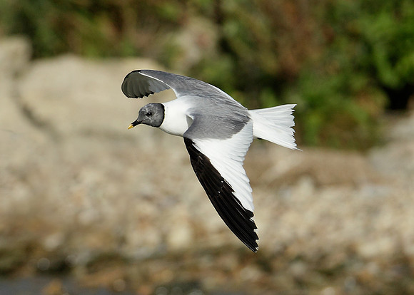 Sabine's Gull Xema sabini