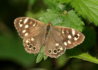 Speckled Wood Pararge aegeria