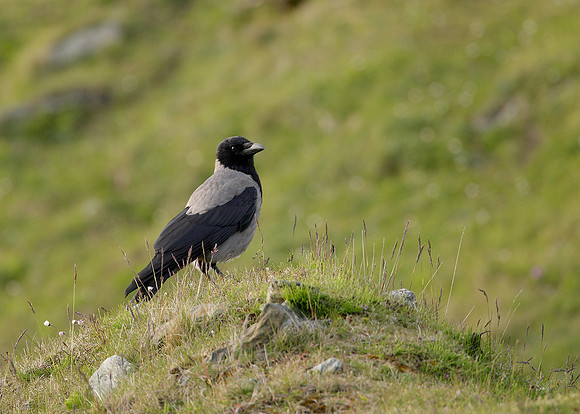 Hooded Crow Corvus corone cornix