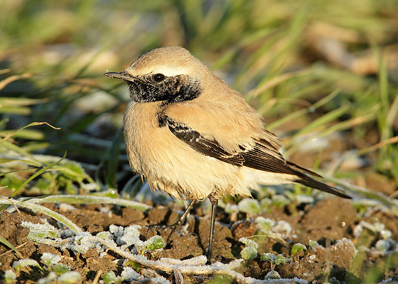 Desert Wheatear Oenanthe deserti
