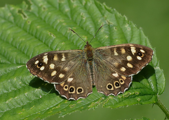 Speckled Wood Pararge aegeria