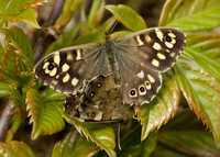 Speckled Wood Pararge aegeria