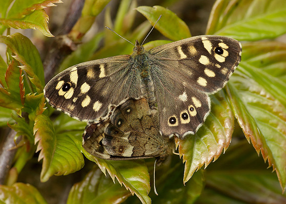 Speckled Wood Pararge aegeria