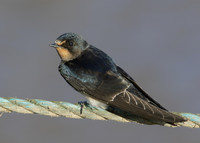 Swallow Hirundo rustica