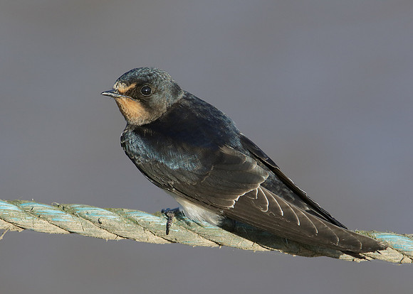 Swallow Hirundo rustica