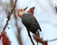 Red-bellied Woodpecker Melanerpes carolinus
