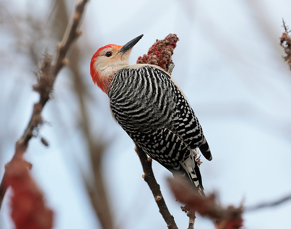 Red-bellied Woodpecker Melanerpes carolinus
