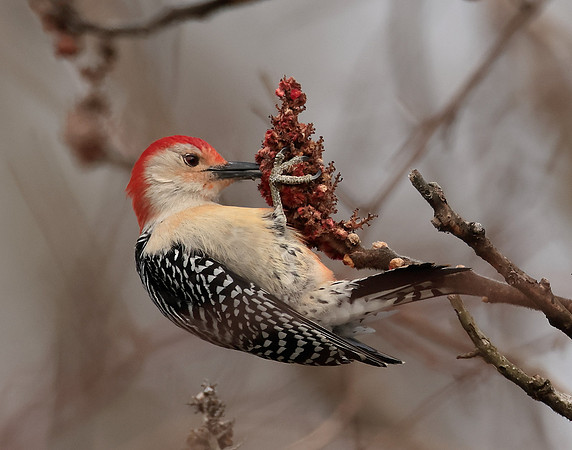 Red-bellied Woodpecker Melanerpes carolinus