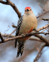 Red-bellied Woodpecker Melanerpes carolinus