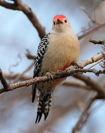 Red-bellied Woodpecker Melanerpes carolinus