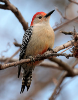 Red-bellied Woodpecker Melanerpes carolinus