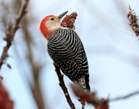 Red-bellied Woodpecker Melanerpes carolinus
