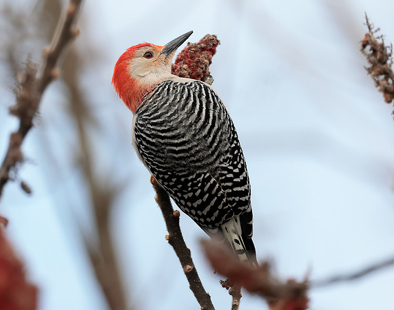 Red-bellied Woodpecker Melanerpes carolinus