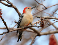 Red-bellied Woodpecker Melanerpes carolinus