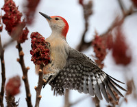 Red-bellied Woodpecker Melanerpes carolinus
