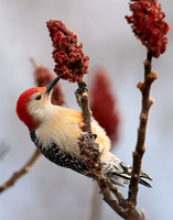 Red-bellied Woodpecker Melanerpes carolinus