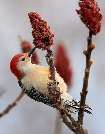 Red-bellied Woodpecker Melanerpes carolinus