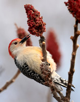 Red-bellied Woodpecker Melanerpes carolinus