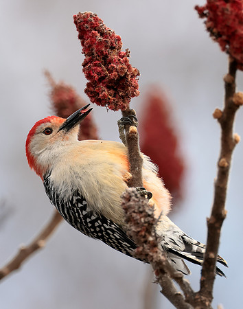 Red-bellied Woodpecker Melanerpes carolinus