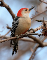 Red-bellied Woodpecker Melanerpes carolinus