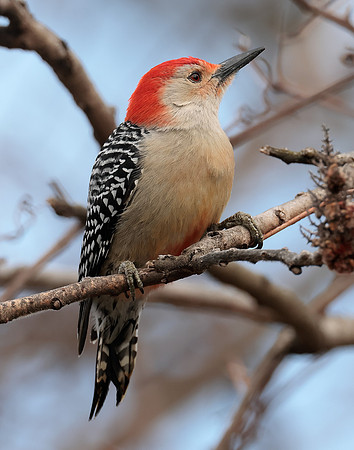 Red-bellied Woodpecker Melanerpes carolinus