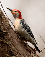 Red-bellied Woodpecker Melanerpes carolinus