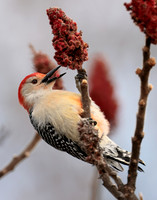Red-bellied Woodpecker Melanerpes carolinus