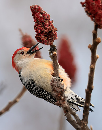 Red-bellied Woodpecker Melanerpes carolinus