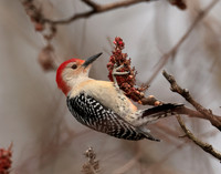 Red-bellied Woodpecker Melanerpes carolinus