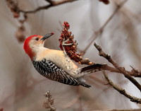 Red-bellied Woodpecker Melanerpes carolinus