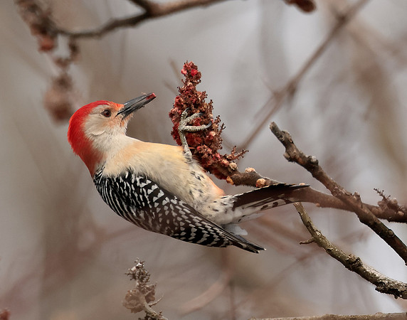 Red-bellied Woodpecker Melanerpes carolinus
