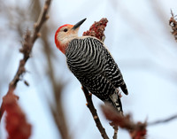 Red-bellied Woodpecker Melanerpes carolinus