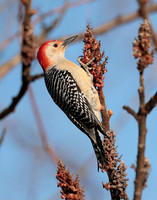 Red-bellied Woodpecker Melanerpes carolinus