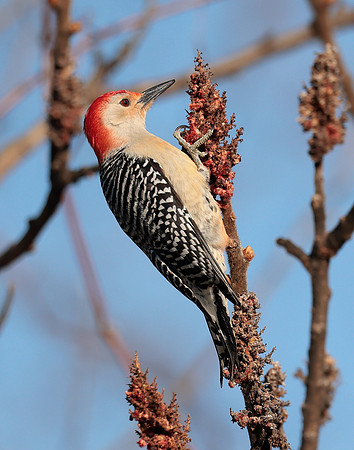Red-bellied Woodpecker Melanerpes carolinus