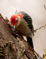 Red-bellied Woodpecker Melanerpes carolinus