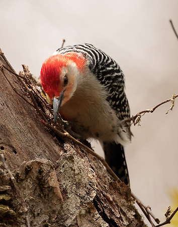Red-bellied Woodpecker Melanerpes carolinus