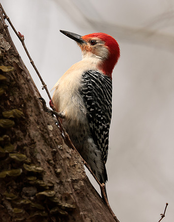 Red-bellied Woodpecker Melanerpes carolinus