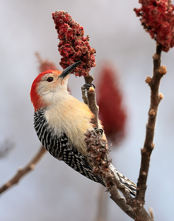 Red-bellied Woodpecker Melanerpes carolinus