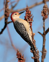 Red-bellied Woodpecker Melanerpes carolinus